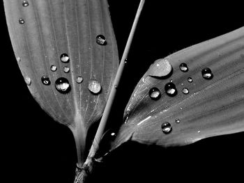 Close-up of water drops on leaf