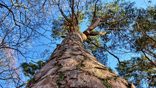 Low angle view of bare tree against clear sky