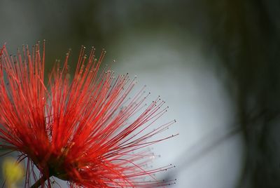 Close-up of flowers against blurred background