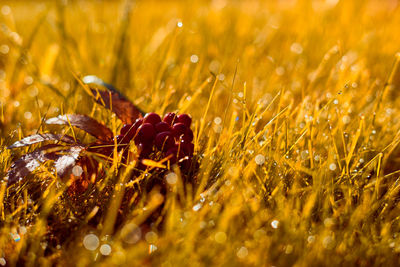 Close-up of yellow flowering plants on field