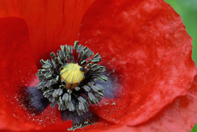 Close-up of red rose in water