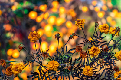 Close-up of insect on yellow flowering plant