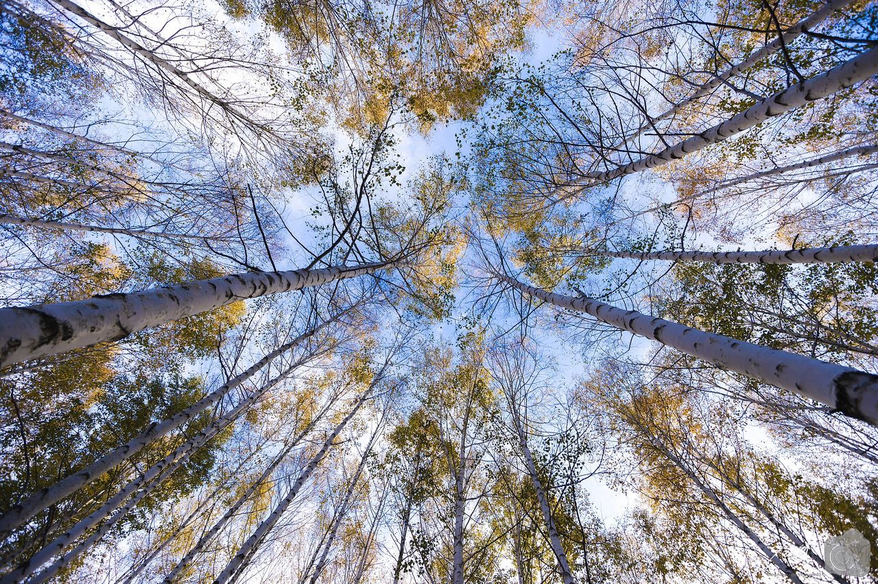 tree, low angle view, branch, built structure, nature, architecture, growth, sky, reflection, day, tranquility, beauty in nature, directly below, outdoors, no people, sunlight, blue, water, building exterior, bare tree