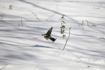 High angle view of bird flying over snow