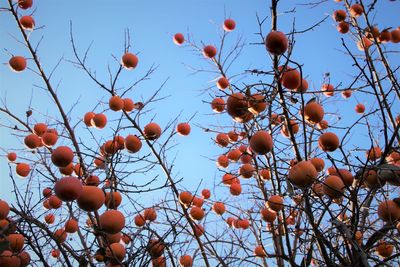 Low angle view of berries on tree against sky