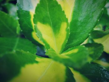 Close-up of green leaves