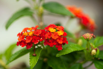 Close-up of red flowering plant