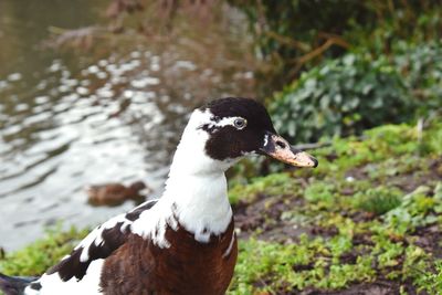 Close-up of a duck