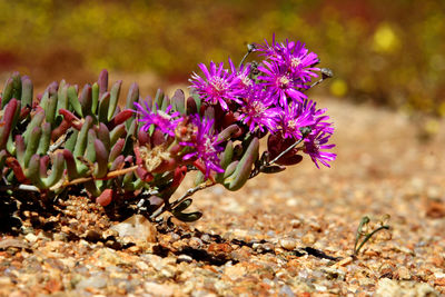 Close-up of purple flowering plant