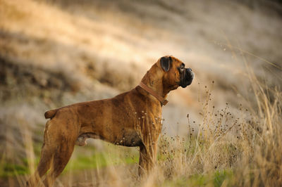 Dog on field