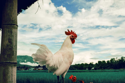 View of a bird against the sky