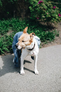 Dog standing on road