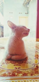 Close-up of a cat looking through window