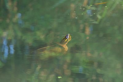 High angle view of turtle swimming in lake