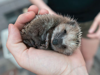 Baby hedgehog in palm of a human