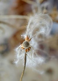 Close up of dandelion