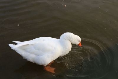 High angle view of swan swimming in lake