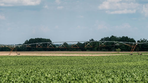 Scenic view of agricultural field against sky