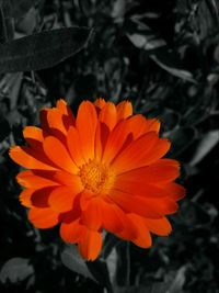 Close-up of orange flower blooming outdoors