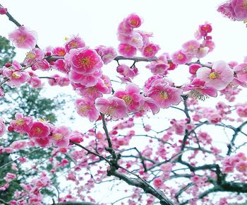 Low angle view of pink cherry blossoms in spring