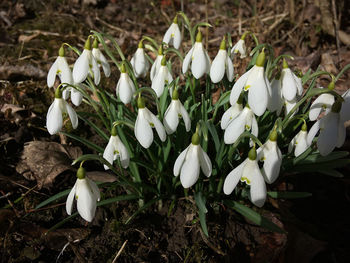 High angle view of white crocus flowers on field