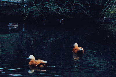 Ducks swimming in lake