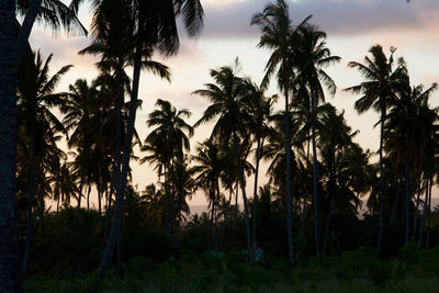 Silhouette palm trees against sky during sunset