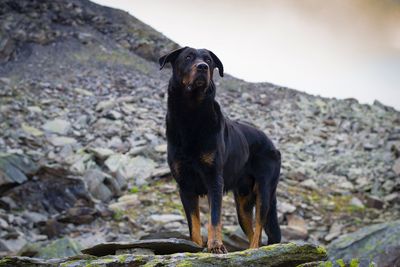 Low angle view of dog on mountain