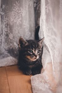 Close-up portrait of cat