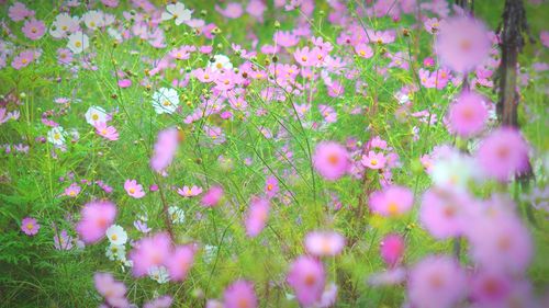 Pink flowers blooming in field