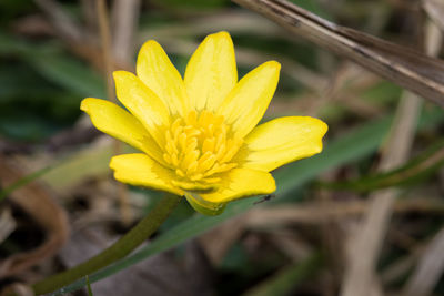 Close-up of yellow flower