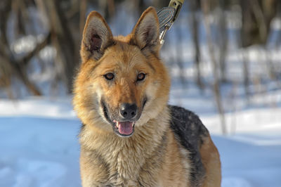 Portrait of dog in snow