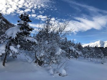 Trees on snow covered field against sky