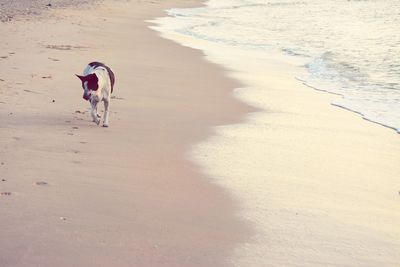 View of horse on beach