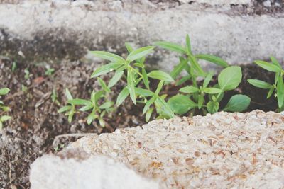 Close-up of plant