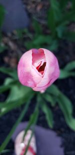 Close-up of pink rose