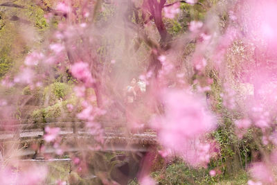 Woman wearing kimono seen through branches of cherry blossom tree