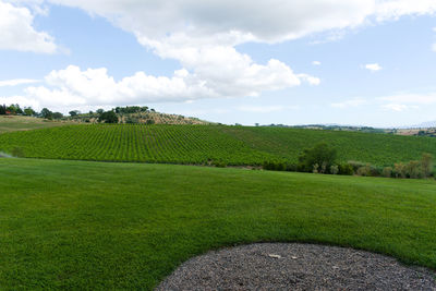 Scenic view of agricultural field against sky