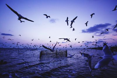 Flock of birds flying over sea