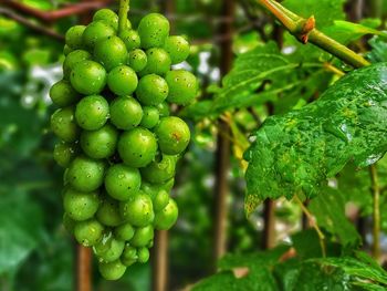 Close-up of berries growing in vineyard