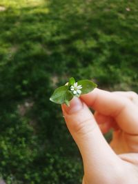 Close-up of hand holding plant