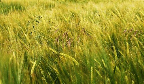 Full frame shot of wheat field