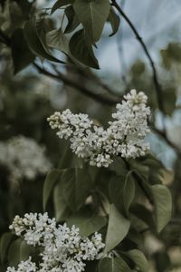 Close-up of white flowering plants