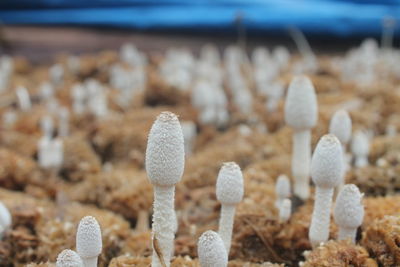 Close-up of snow on land