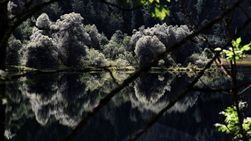 Close-up of tree by lake in forest