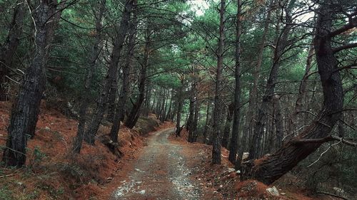 Panoramic shot of bamboo trees against sky