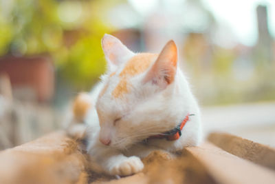 Close-up of a cat sleeping