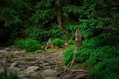 View of a forest