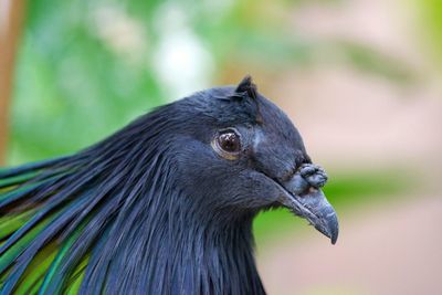 Close-up of bird