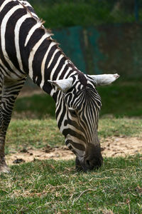 Zebras in a zoo